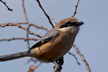 AFボーグ BORG101EDで撮影した写したモズの野鳥写真画像
