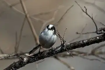 AFボーグ BORG101EDで撮影した写したエナガの野鳥写真画像