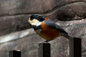 AFボーグ BORG101EDで撮影した写したヤマガラの野鳥写真画像