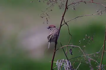 AFボーグ BORG101EDで撮影した写したスズメの野鳥写真画像