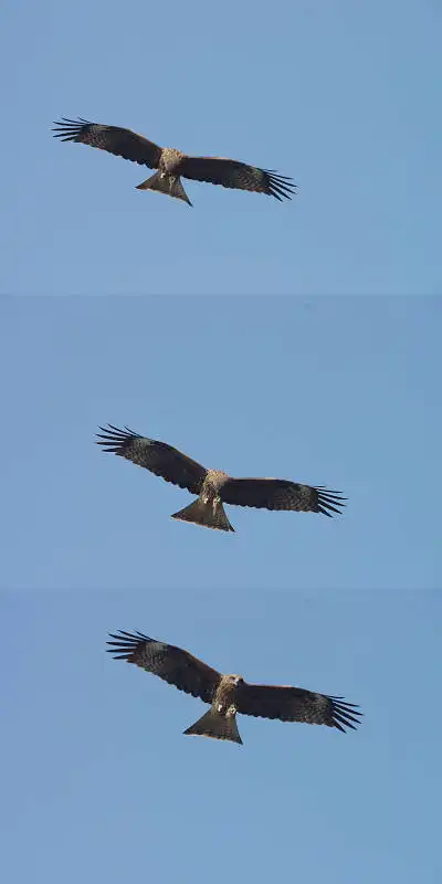 AFボーグ BORG45EDで撮影した野鳥・トビの写真画像
