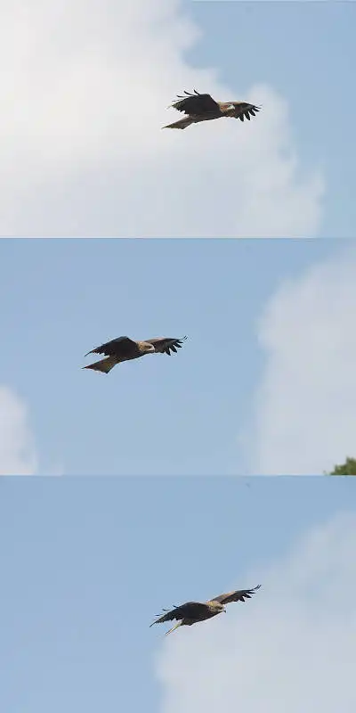 AFボーグ BORG45EDで撮影した野鳥・トビの写真画像