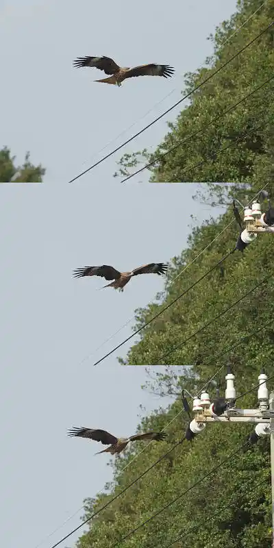 AFボーグ BORG45EDで撮影した野鳥・トビの写真画像