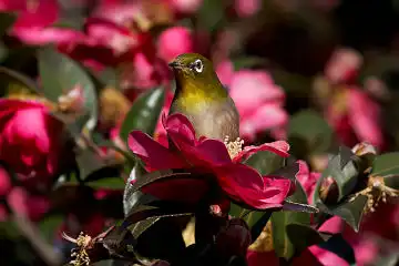 Fボーグ BORG45EDで撮影した野鳥・メジロの写真画像