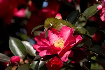 Fボーグ BORG45EDで撮影した野鳥・メジロの写真画像