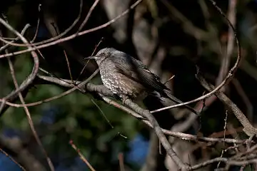 Fボーグ BORG45EDで撮影した野鳥・ヒヨドリの写真画像