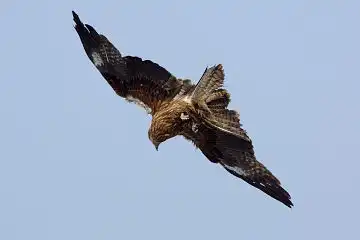 AFボーグ BORG45EDで撮影した野鳥・トビの写真画像