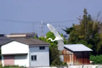 AFボーグ BORG45EDで撮影した野鳥・シラサギの写真画像