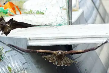 AFボーグ BORG45EDで撮影した野鳥・トビの写真画像