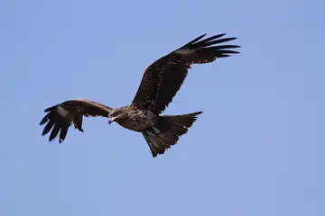 AFボーグ BORG45EDで撮影した野鳥・トビの写真画像