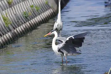 AFボーグ BORG45EDで撮影した野鳥・アオサギの写真画像