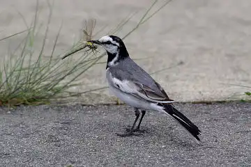 AFボーグ BORG45EDで撮影した野鳥・ハクセキレイの写真画像