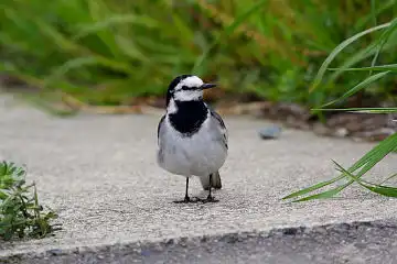 AFボーグ BORG45EDで撮影した野鳥・ハクセキレイの写真画像