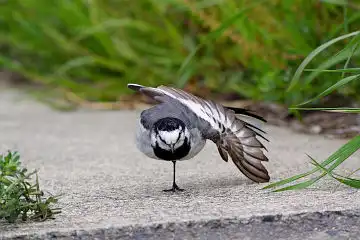 AFボーグ BORG45EDで撮影した野鳥・ハクセキレイの写真画像