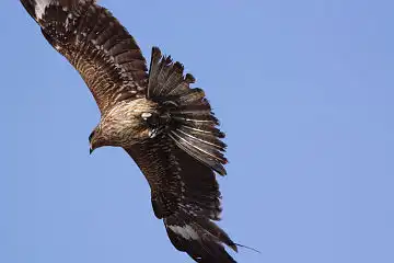 AFボーグ BORG45EDで撮影した野鳥・トビの写真画像