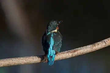 AFボーグ BORG45EDで撮影した野鳥・カワセミの写真画像