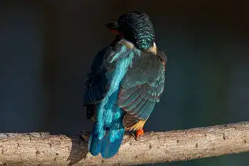 AFボーグ BORG45EDで撮影した野鳥・カワセミの写真画像