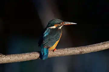 AFボーグ BORG45EDで撮影した野鳥・カワセミの写真画像