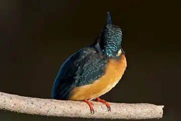 AFボーグ BORG45EDで撮影した野鳥・カワセミの写真画像