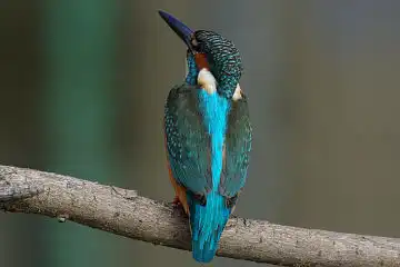 AFボーグ BORG45EDで撮影した野鳥・カワセミの写真画像