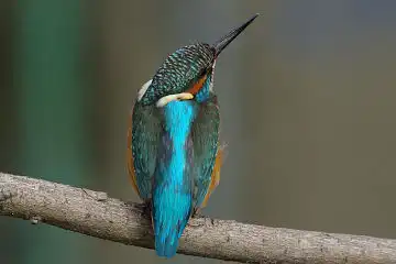 AFボーグ BORG45EDで撮影した野鳥・カワセミの写真画像