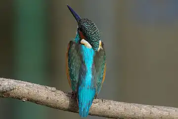 AFボーグ BORG45EDで撮影した野鳥・カワセミの写真画像