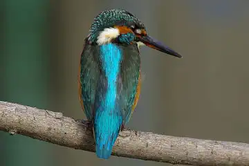 AFボーグ BORG45EDで撮影した野鳥・カワセミの写真画像