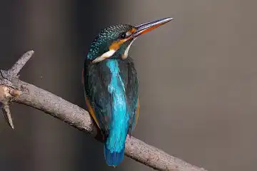 AFボーグ BORG45EDで撮影した野鳥・カワセミの写真画像