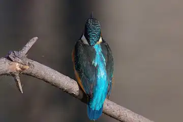 AFボーグ BORG45EDで撮影した野鳥・カワセミの写真画像