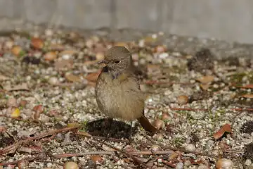 AFボーグ BORG45EDで撮影した野鳥・ジョウビタキの写真画像