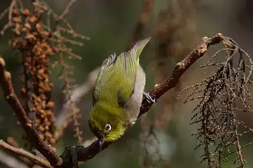 AFボーグ BORG45EDで撮影した野鳥・メジロの写真画像