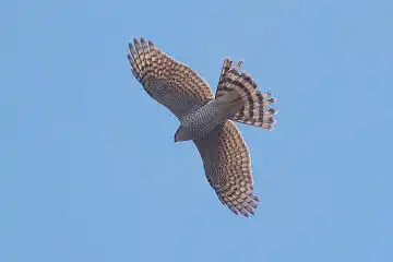 AFボーグ BORG45EDで撮影した野鳥・ノスリの写真画像