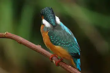 AFボーグ BORG50FLで撮影した野鳥・カワセミの写真画像