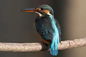 AFボーグ BORG50FLで撮影した野鳥・カワセミの写真画像