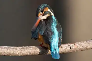 AFボーグ BORG50FLで撮影した野鳥・カワセミの写真画像