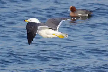 AFボーグ BORG50FLで撮影した野鳥・カモメの写真画像