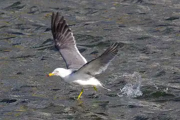 AFボーグ BORG50FLで撮影した野鳥・カモメの写真画像
