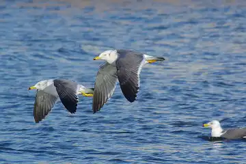 AFボーグ BORG50FLで撮影した野鳥・カモメの写真画像