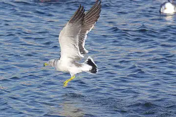 AFボーグ BORG50FLで撮影した野鳥・カモメの写真画像