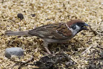 AFボーグ BORG60EDで撮影した写した野鳥・スズメの写真画像