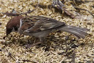 AFボーグ BORG60EDで撮影した写した野鳥・スズメの写真画像