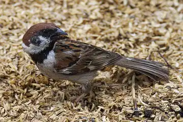 AFボーグ BORG60EDで撮影した写した野鳥・スズメの写真画像
