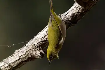 AFボーグ BORG60EDで撮影した写した野鳥・メジロの写真画像