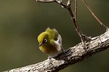 AFボーグ BORG60EDで撮影した写した野鳥・メジロの写真画像