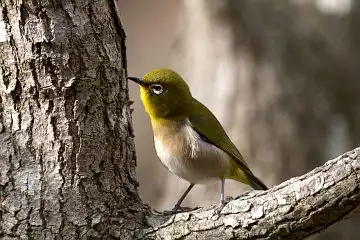 AFボーグ BORG60EDで撮影した写した野鳥・メジロの写真画像
