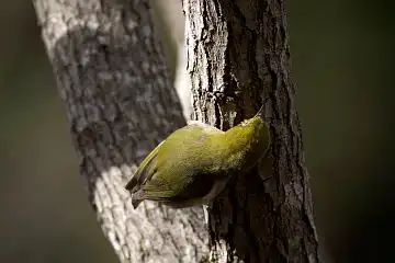 AFボーグ BORG60EDで撮影した写した野鳥・メジロの写真画像