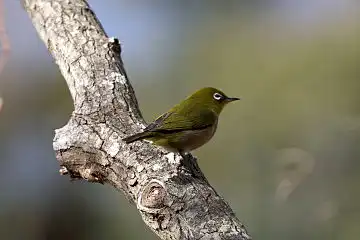 AFボーグ BORG60EDで撮影した写した野鳥・メジロの写真画像