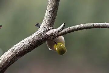 AFボーグ BORG60EDで撮影した写した野鳥・メジロの写真画像