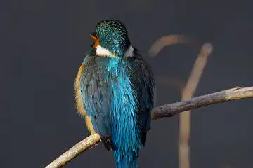 AFボーグ BORG60EDで撮影した写した野鳥・カワセミの写真画像