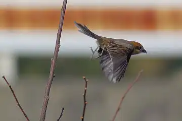 AFボーグ BORG60EDで撮影した写した野鳥・モズの写真画像